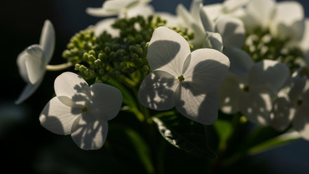 Shadows showing close-up of delicate white hydrangea flowers with soft shadows and green foliage....