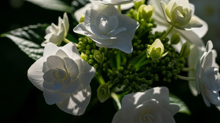 Buds showing delicate white hydrangea blossoms with green buds and dark shadowy background.