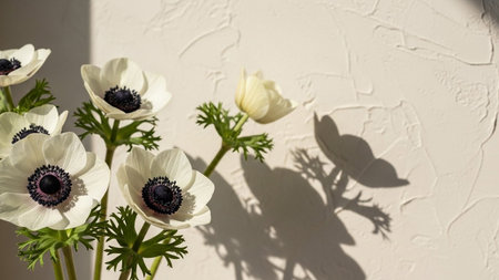 Close-up of white anemone flowers with dark centers and green leaves casting shadows on textured wall.の写真素材