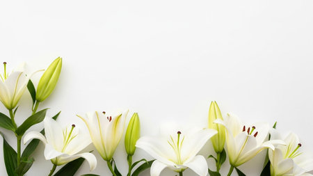 White lilies with green leaves and buds are arranged along the bottom edge of a clean white background, offering...の写真素材