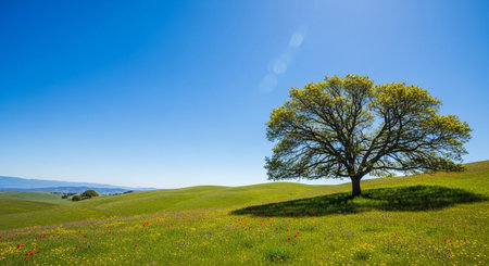 A vast, sun-drenched meadow of vibrant green grass is dotted with small red and yellow wildflowers. In the center, a large, oak tree stands majestically, its branches spread wide, casting a distinct shadow on the undulating terrain. The sky above is a cloudless blue, emphasizing the expansive and peaceful nature of the rural landscape. The scene conveys a sense of tranquility and natural beauty.の素材