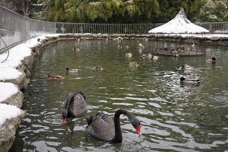 Group of swan swimming in a pond, Madrid, Spainの写真素材