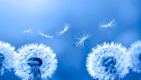 Dandelion seeds on a blue background. Close-up.の素材