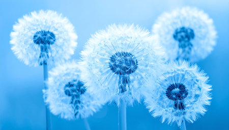 Dandelion flower on blue background, closeup of photo.の素材