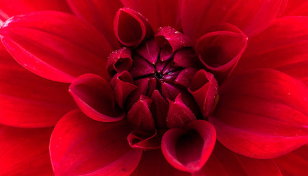 Close up of red dahlia flower with water drops on petalsの素材