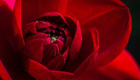 Close up of red dahlia flower with selective focus and shallow depth of fieldの素材