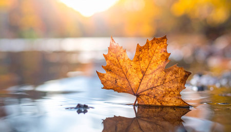 Autumn maple leaf floating in a puddle on a sunny dayの素材