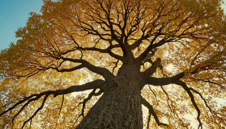 Autumnal tree with yellow leaves in sunny day. View from below.の素材
