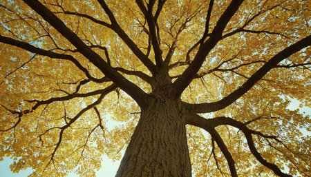 Autumnal tree with yellow leaves and blue sky, vintage filterの素材