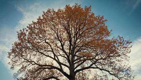 Autumnal tree with yellow leaves against blue sky. Color toning applied.の素材