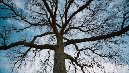 Old oak tree with blue sky in the background, nature series.の素材