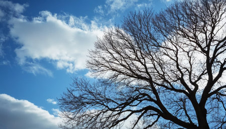silhouette of bare tree branches against blue sky with white cloudsの素材