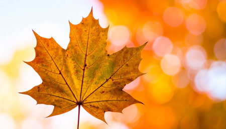autumn maple leaf on the bokeh background in sunny dayの素材