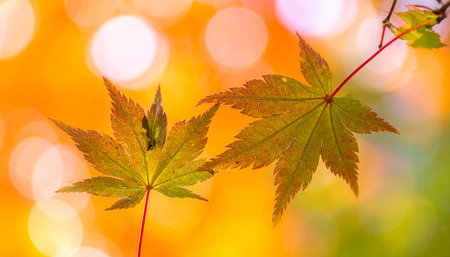 Autumn maple leaves on a blurred background with bokeh.の素材