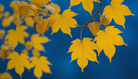 Yellow maple leaves on a tree branch in autumn. Natural background.の素材
