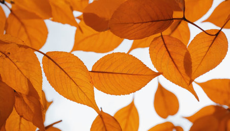 Autumn leaves on a white background. Close-up shot.の素材