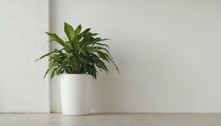 Indoor plant in a white pot on the floor against a white wallの素材