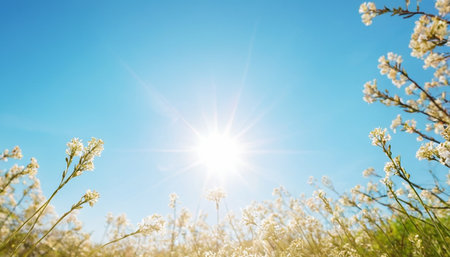 White flowers on a background of blue sky with sunbeams.の素材