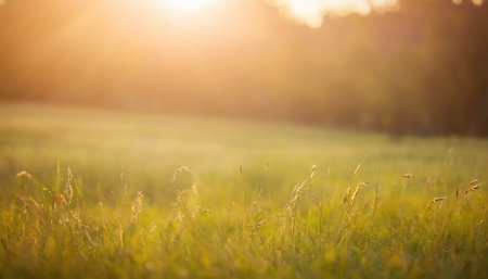 Sunset in the meadow with green grass and dew.の素材