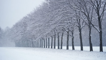 Winter landscape with trees covered with snow in the city park during a snowfallの素材
