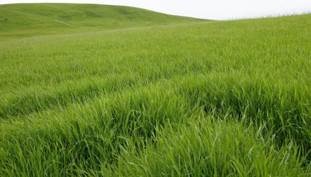 Green grass on the hillside in the spring. Landscape.の素材