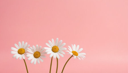 Three daisies on a pink background. Place for text.の素材