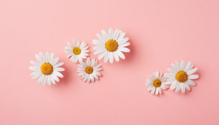 White daisies on a pink background. Flat lay, top view.の素材