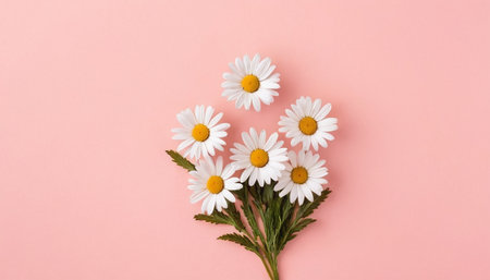 White daisies on pink background. Flat lay, top viewの素材