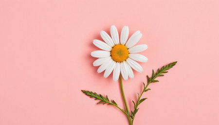 Beautiful chamomile flower on pink background. Flat lay, top view.の素材