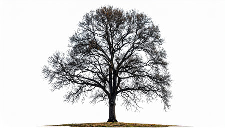 Tree silhouette isolated on white background with clipping path and alpha channel.の素材