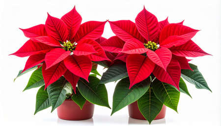 Poinsettia flower isolated on white background with clipping path.の素材