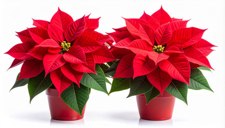 Poinsettia flower isolated on white background. Christmas star.の素材