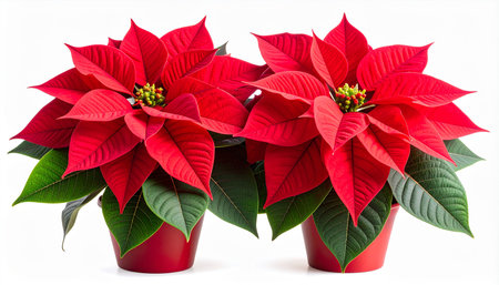 Poinsettia isolated on white background. Christmas star flower.の素材