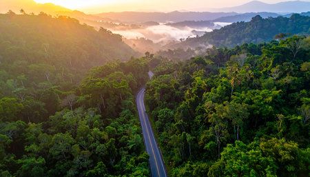 Aerial view of a road through the forest in the morning.の素材