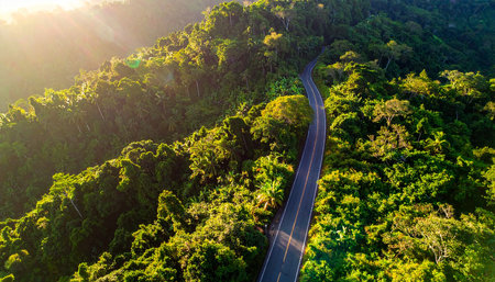 Aerial view of road in tropical forest at sunset. Nature landscape backgroundの素材