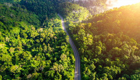 Aerial view of the road in the tropical forest at sunset.の素材