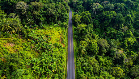 Aerial view of a road in the rainforest in Costa Ricaの素材