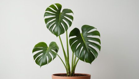 Monstera deliciosa plant in a pot on a white backgroundの素材