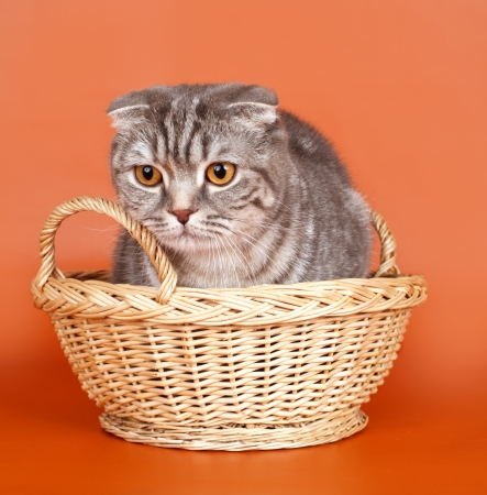 Cat in the basket on orange backgroundの写真素材
