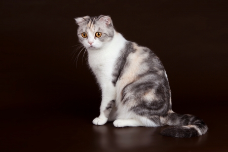 Scottish fold on brown backgroundの写真素材