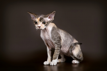 Devon rex on brown background