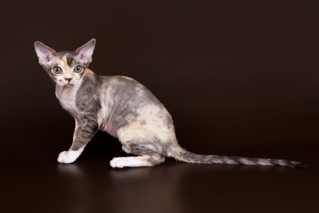 Devon rex on brown background