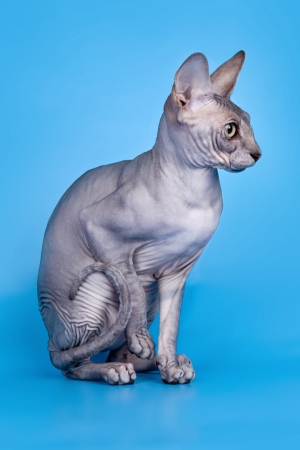 Sphinx on blue backgroundの写真素材