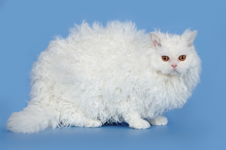 White cat on blue backgroundの写真素材