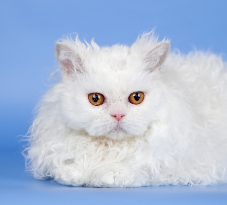 White cat on blue backgroundの写真素材