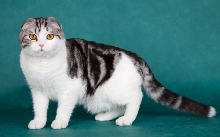 Scottish fold on green backgroundの写真素材