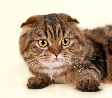 Scottish fold head on yellow backgroundの写真素材