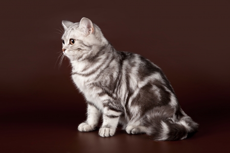 Scottish straight on brown backgroundの写真素材