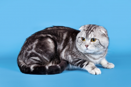 Cat on blue backgroundの写真素材