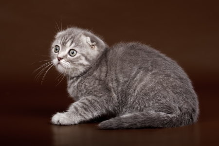 Little kitty on brown backgroundの写真素材